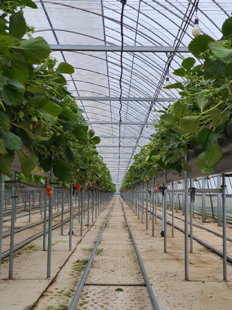 [경북-다산] 대구근교 딸기 체험장 - 다산딸기조합농원(FT. 500g, 30분)