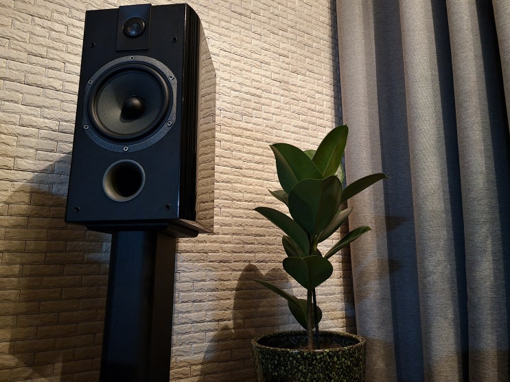  공기정화식물 고무나무 - 9,900원의 행복