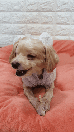  [올리브영 강아지 간식]시리우스윌/언더텐 체중조절 껌 후기