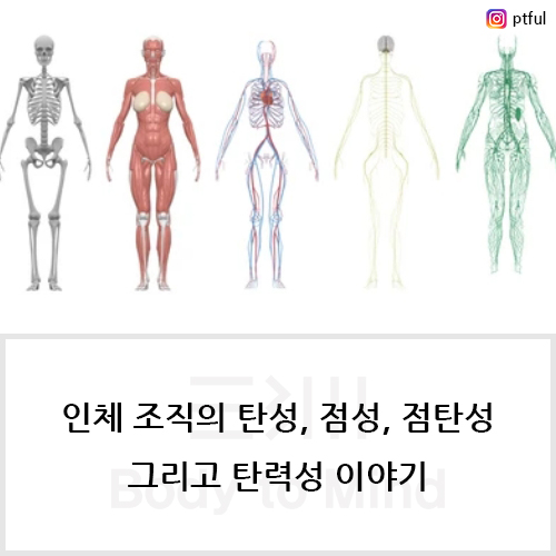  인체 조직의 탄성, 점성, 점탄성, 그리고 탄력성 이야기