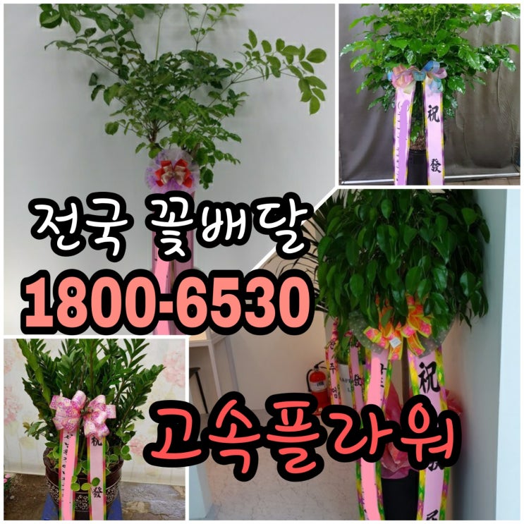  개업축하문구 이렇게 보내면 기쁨 두배 개업화환 49,000원 고속플라워 1800-6530