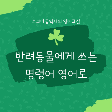 강아지/고양이에게 가르칠 수 있는 영어 명령어 모음