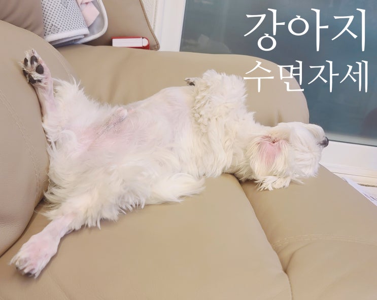  두부의 수면자세.강아지 잠자는 자세. 강아지수면자세. 강아지잠버릇. 강아지수면시간