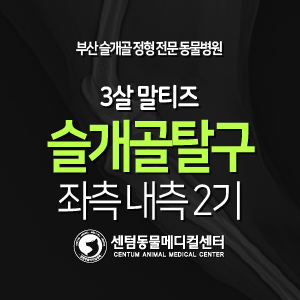  [슬개골 탈구 수술 증례] 3살 / 말티즈 / 좌측 내측 2기 (부산 석박사 진료진 외과 전문 동물병원, 센텀동물메디컬센터)