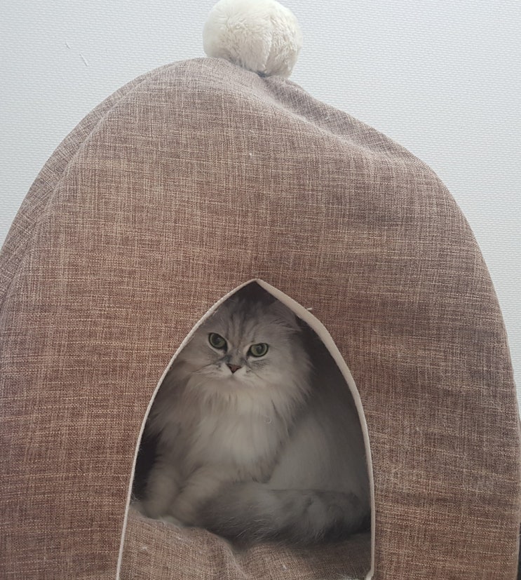  개는 고양이 똥을 왜 먹을까요?