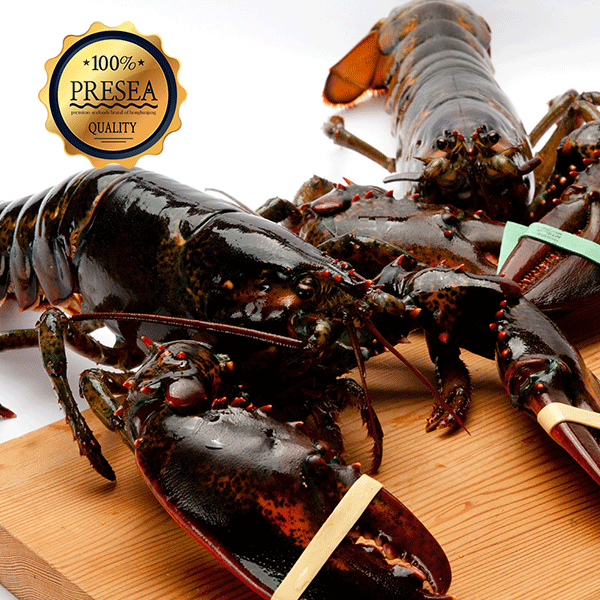 후기가 좋은 홍반장 캐나다 활 랍스터 500g~3.1kg 항공직송 직판, 1마리, 랍스터 500g (450~560g) 좋아요 후기가 좋은 홍반장 캐나다 활 랍스터 500g~3.1kg 항공직송 직판, 1마리, 랍스터 500g (450~560g) 좋아요