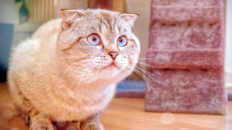 먼치킨킬트, 스코티쉬폴드와 먼치킨 고양이 믹스 품종의 특징 및 유전병 논란이유 : 네이버 블로그