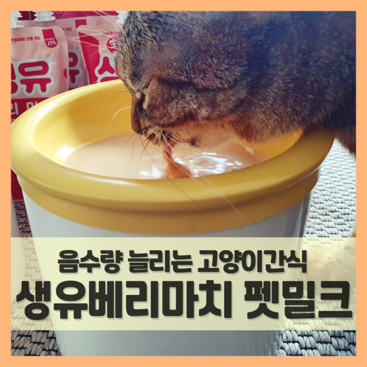 고양이 우유, 펫밀크 장점은? (f. 음수량 늘리기 위한 아기고양이 간식 생유베리마치)