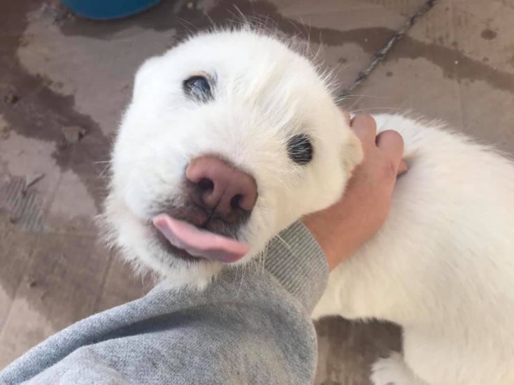  흰둥이 강아지가 반겨준다.