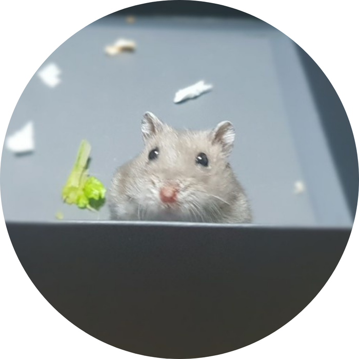  햄스터 짤 (언니 안녕?)