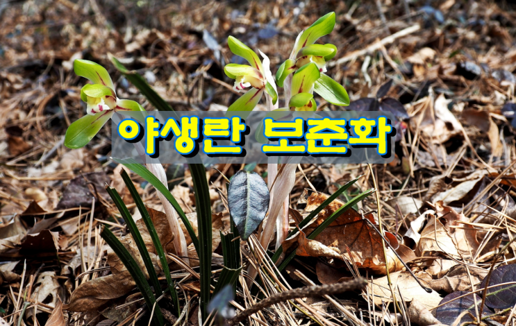 야생란 보춘화 야생란 보춘화