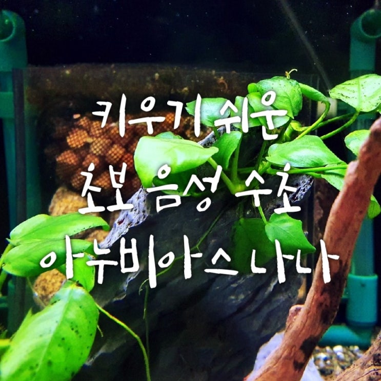 키우기 쉬운 초보 수초 - 아누비아스 나나 편 키우기 쉬운 초보 수초 - 아누비아스 나나 편