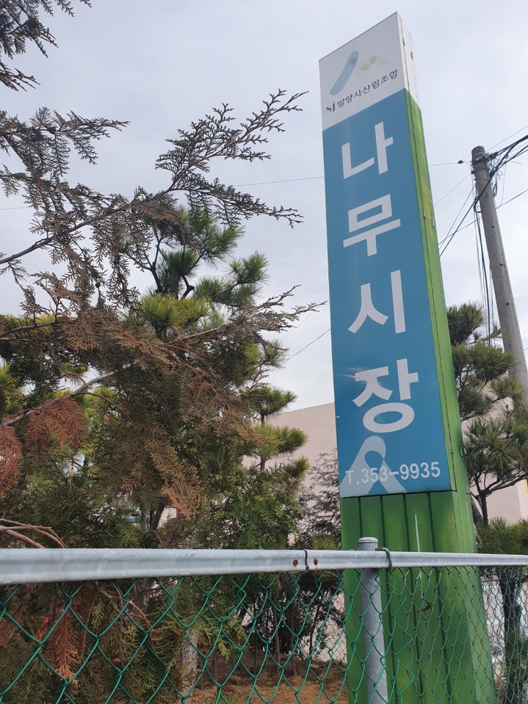  밀양 나무시장-봄이오나봄