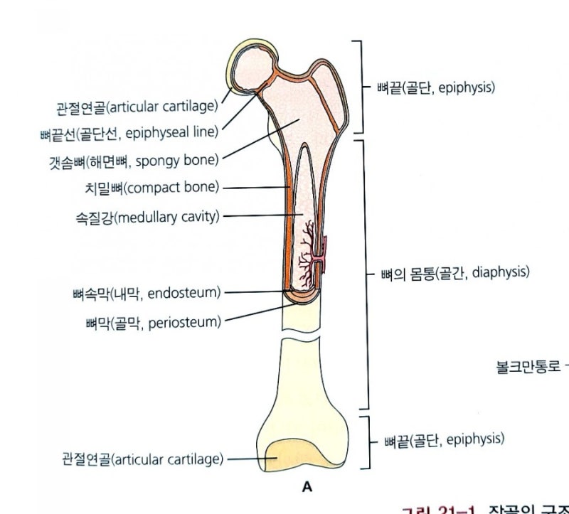 인체 구조와 기능] 근골격계 *총정리 : 네이버 블로그