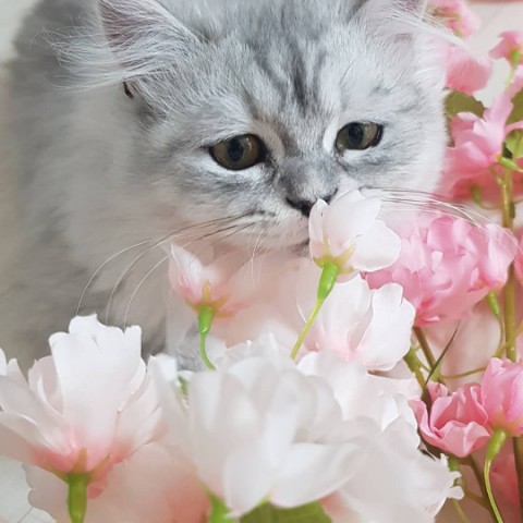  페르시안고양이 고양이집사