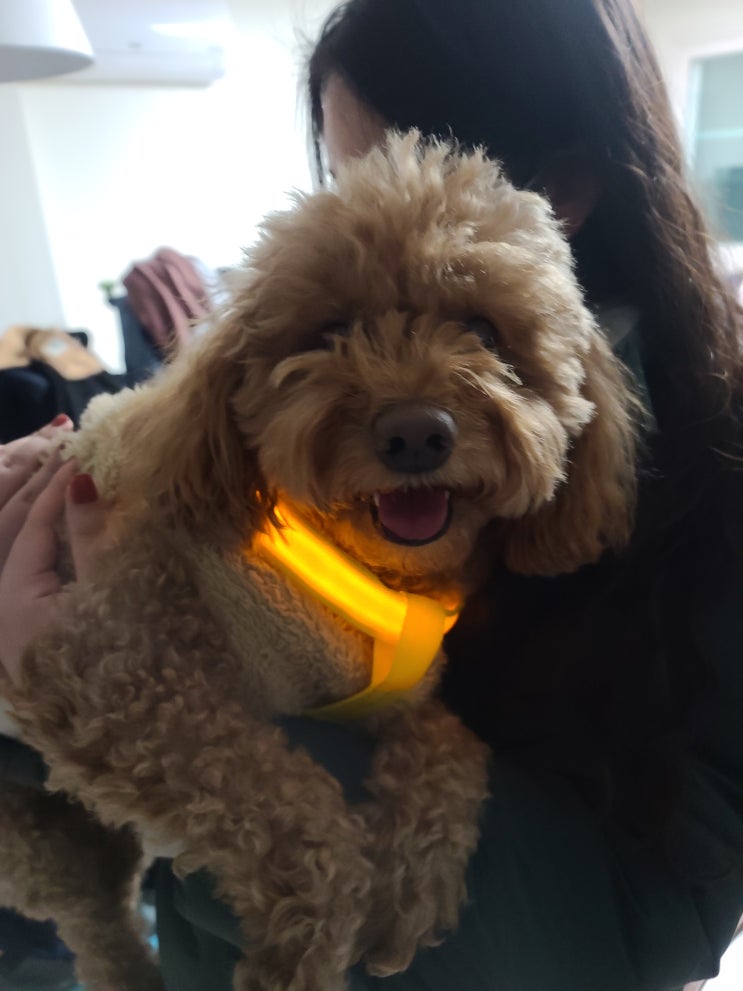  반려동물과 함께 안전하게 드라이브 할려면 어떻게 할까요?