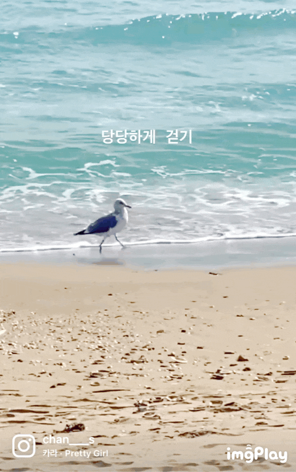  아이폰 움짤 만들기 : 움짤 만드는법