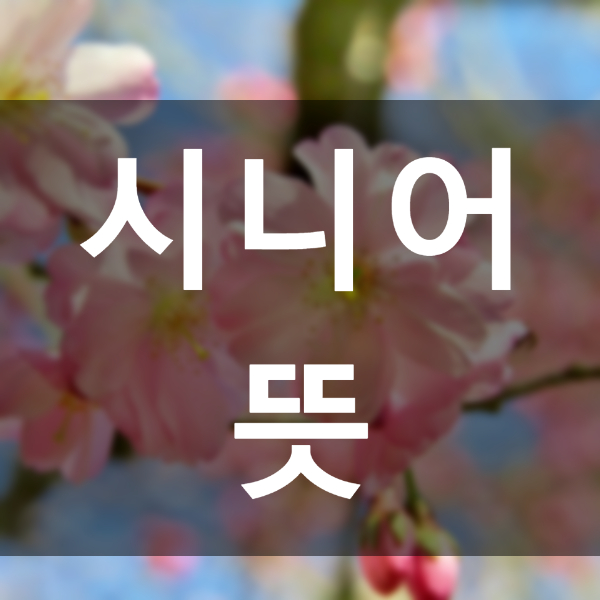  시니어 뜻 알아볼게여