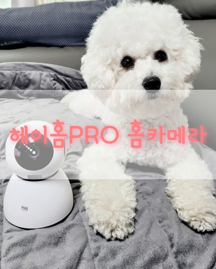  헤이홈프로 PRO 홈카메라, 반려동물 베이비 CCTV