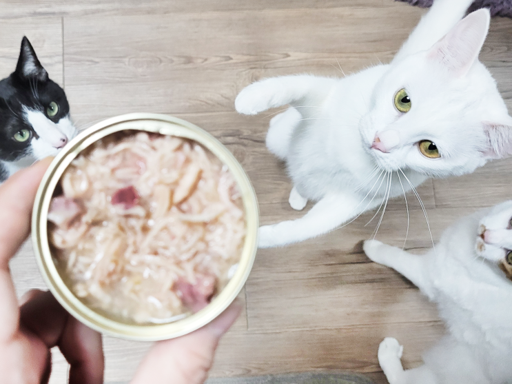 [ 카디날코리아 ] 티키캣 애프터다크 치킨 고양이습식사료 주식캔