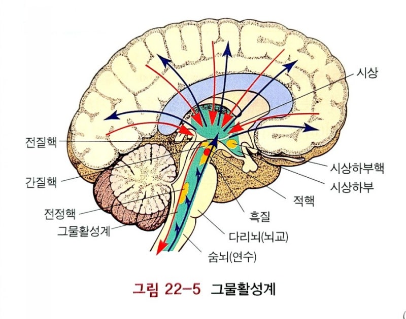 인체 구조와 기능] 신경계 - 기본구조, 중추신경계, 말초신경계 *총정리 : 네이버 블로그