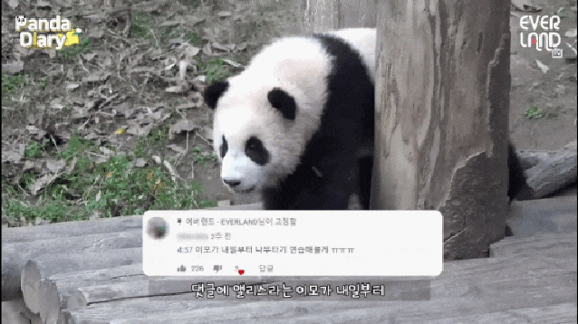  푸바오 성덕ㅋㅋㅋ #푸바오 #유튜브 #판다다이어리 #픽당함