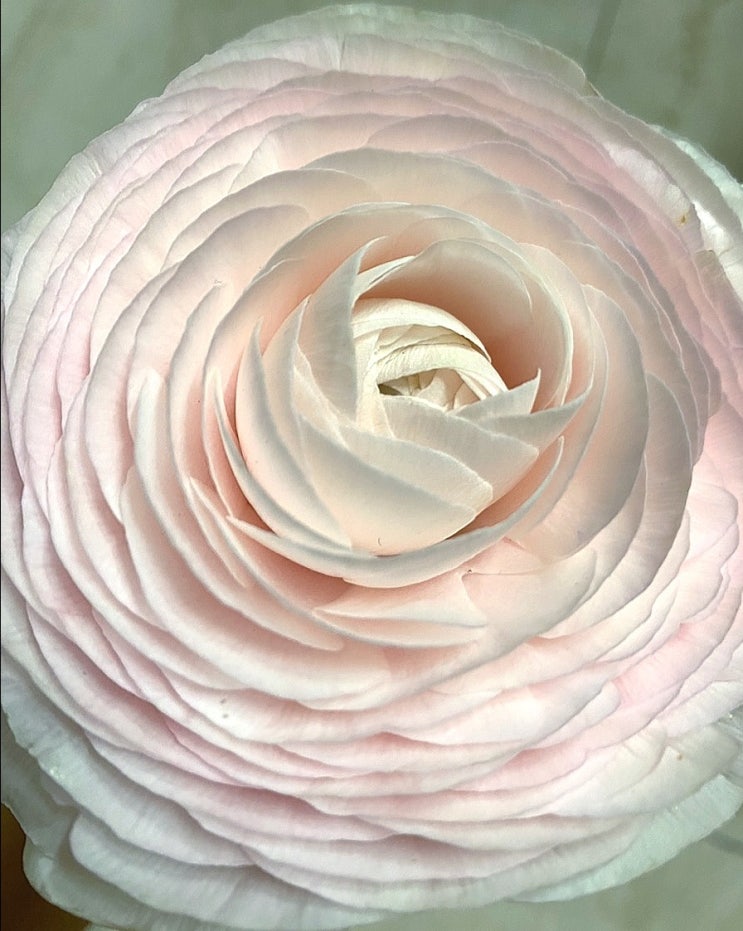  <당첨자발표> 핑쿠 땡땡이 이벤트
