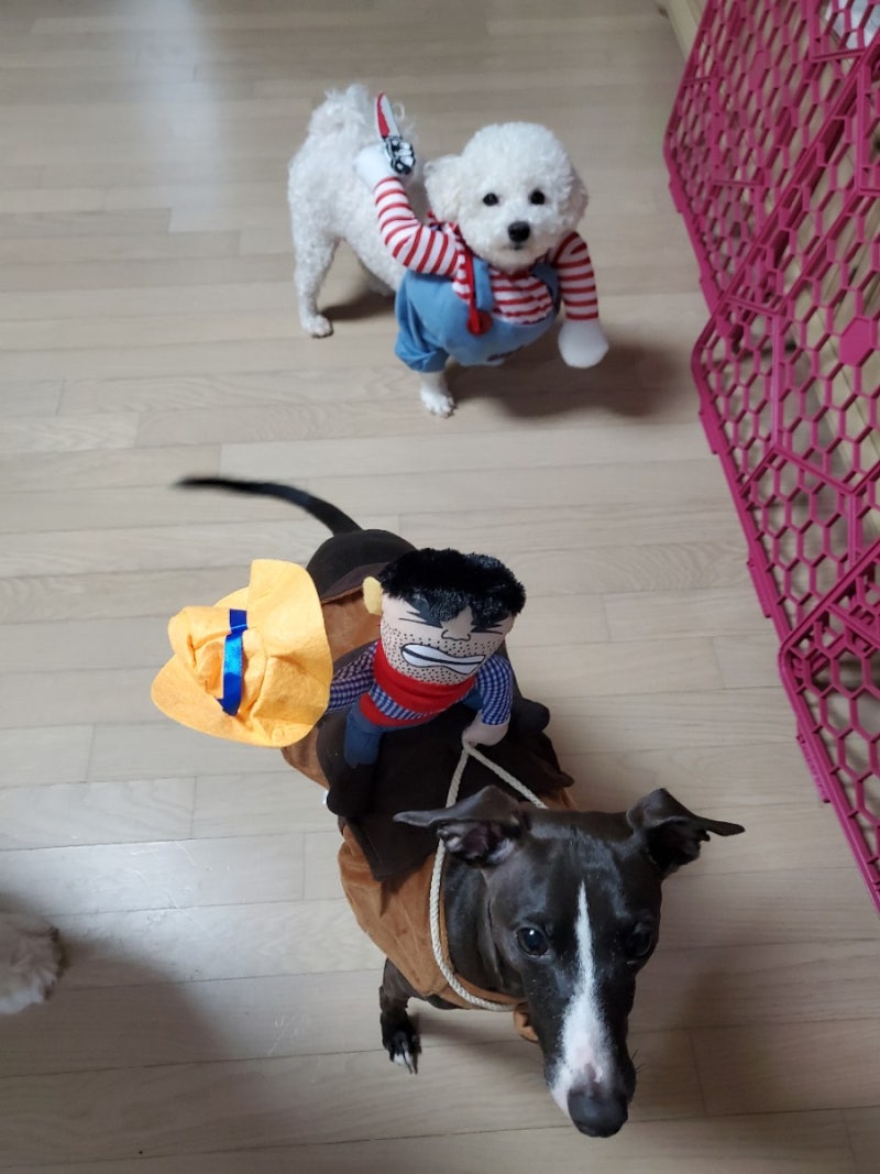 코스튬 처키 강아지옷 ,말탄 강아지옷(우리댕댕이도 입었다.)