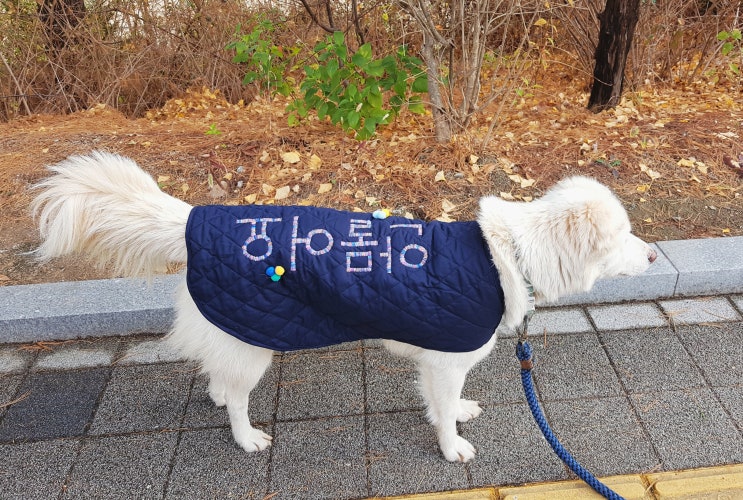  [산책옷]강아지 '안물어요' 산책옷 만들기