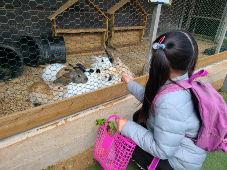 천안 아이와 가볼만한곳 재리쥬 작은 동물원 에서 먹이주기체험!