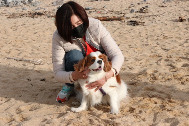  애견동반 당일치기 여행 속초해수욕장 백사장 예쁘다