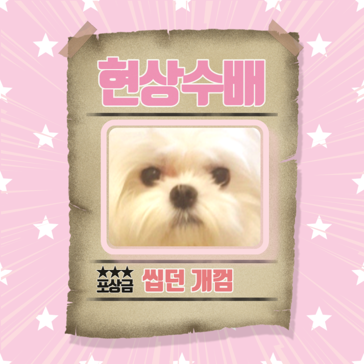  세살버릇 7살까지 갈까?  밍키를소개합니다.