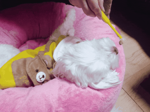  강아지 360도 칫솔 내돈내산 양치질 후기