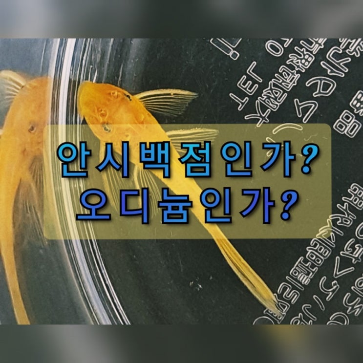 땡구의 물생활 - 안시의 오디늄과 백점 파헤치기