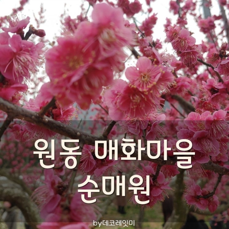  원동매화개화시기 순매원 입장료주차장화장실위치