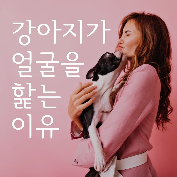  강아지가 코와 입 등 얼굴을 자꾸 핥아요. 강아지가 사람 얼굴 핥는 다양한 이유
