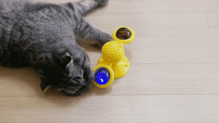 파인드스토리 움직이는 고양이 장난감, 분리불안에 도움되는 LED볼