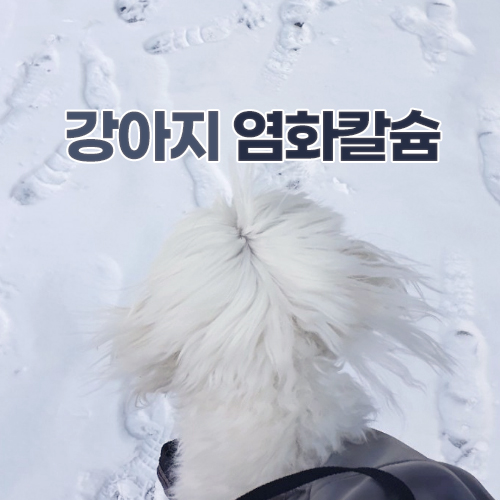  강아지 상식, 겨울 눈 강아지 산책 염화칼슘 위험해요