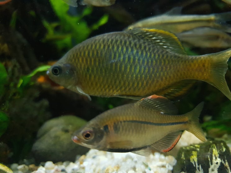  납동납자루 (Tanakia latimarginata)