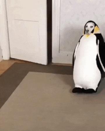 웃긴짤GIF] 개에게 펭귄옷을 입히면 일어나는 일 : 네이버 블로그