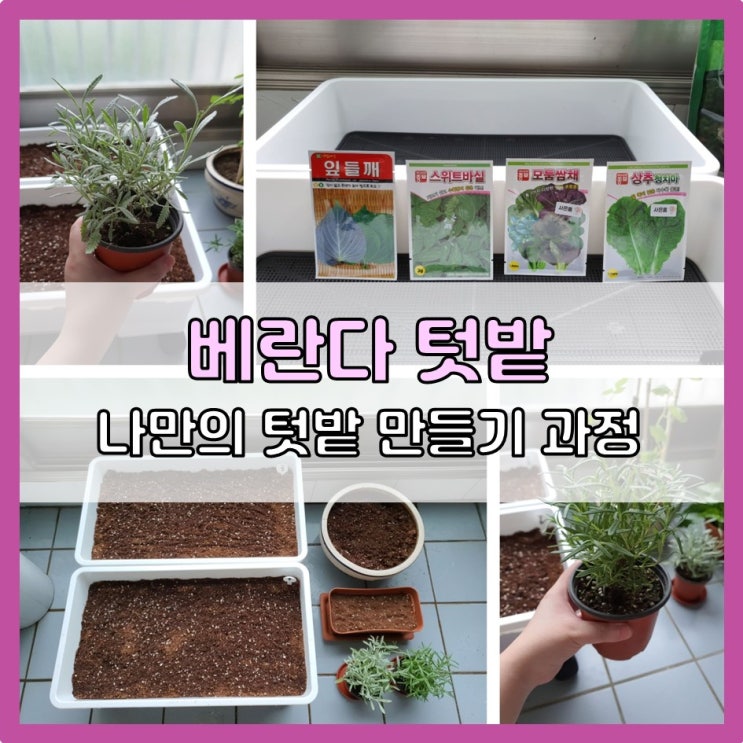  베란다 텃밭 가꾸기 : 깻잎 상추 바질 로즈마리 라벤더 키우기