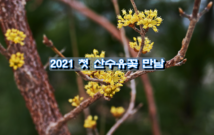 2021 첫 산수유꽃 만남