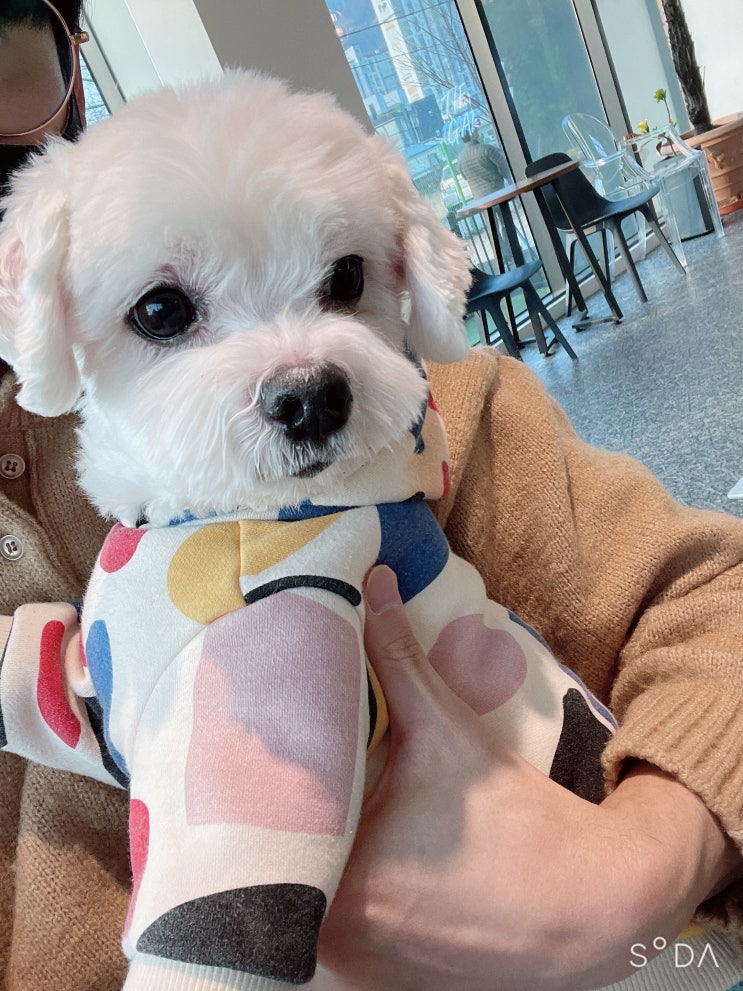  강아지 꿈해몽 의미 정확하게 알아볼까요