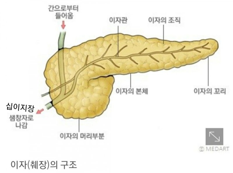 췌장의 위치,구조와 기능에 대해 알아볼게요. : 네이버 블로그