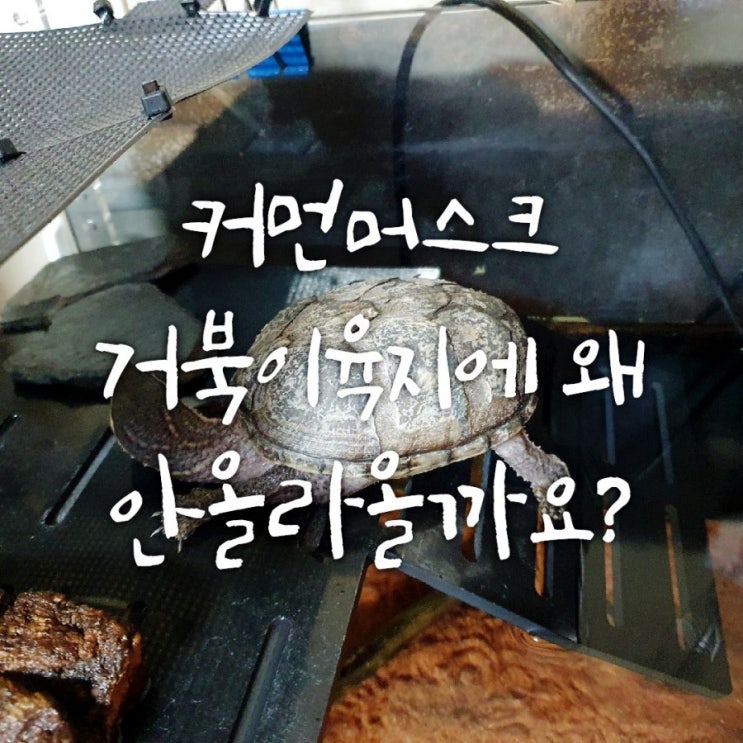 커먼머스크 거북이육지 왜 이렇게 안올라올까요? - 거북이육지 훈련 꿀팁