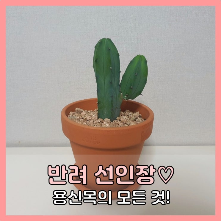  반려 식물 : 용신목 키우기