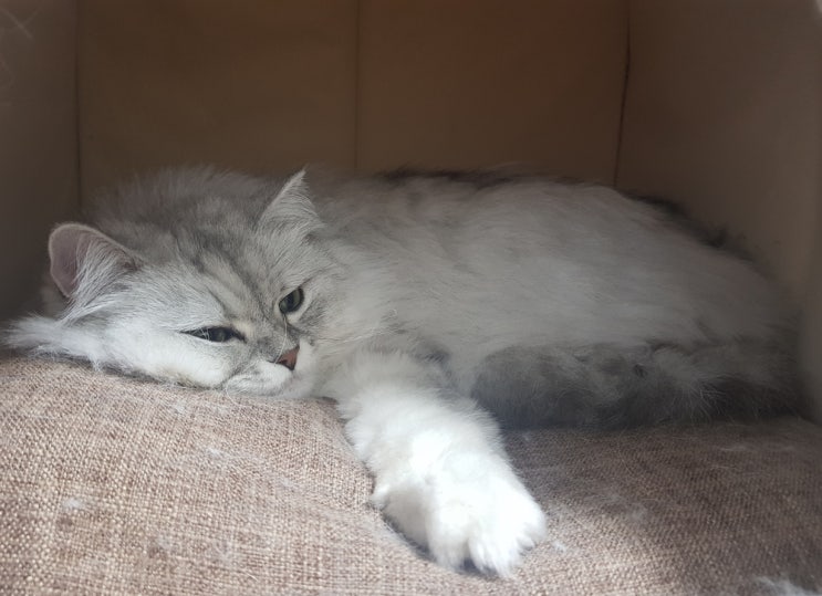  고양이 췌장염 주로 나타나는 증상과 원인 그리고 치료