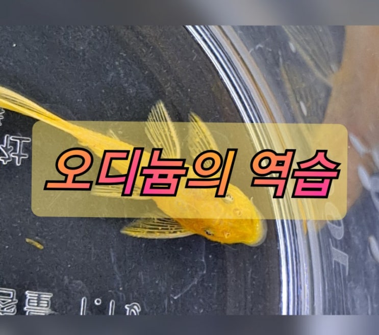  땡구의 물생활 - 안시 격리항 근황_오디늄의 역습