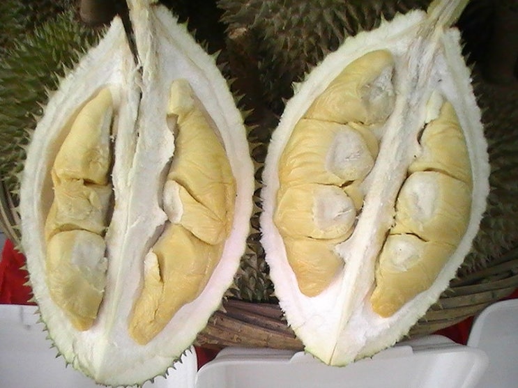  라오스 동남아 열대 과일의 왕 두리안 Durian 효능 먹는방법 부작용