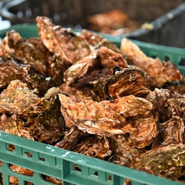 잘나가는 (무료배송)성혼수산 각굴(찜용), 1인분, 5kg 추천해요 잘나가는 (무료배송)성혼수산 각굴(찜용), 1인분, 5kg 추천해요